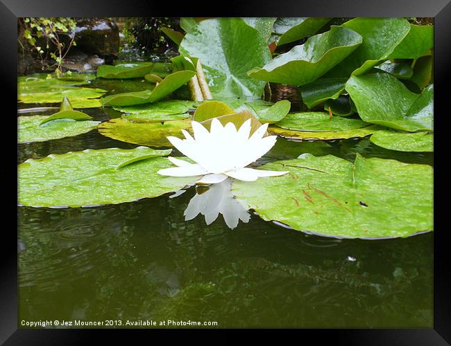 Lily Flower in Pond Framed Print by Jez Mouncer