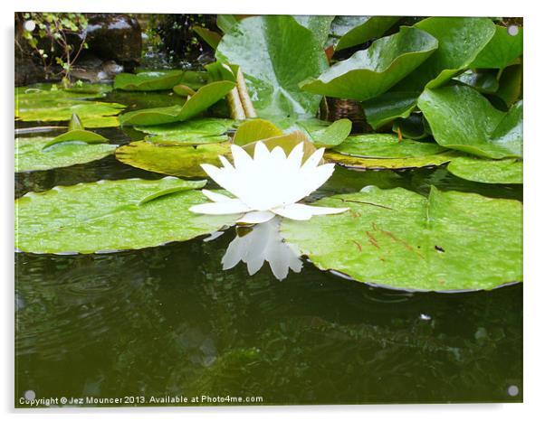 Lily Flower in Pond Acrylic by Jez Mouncer