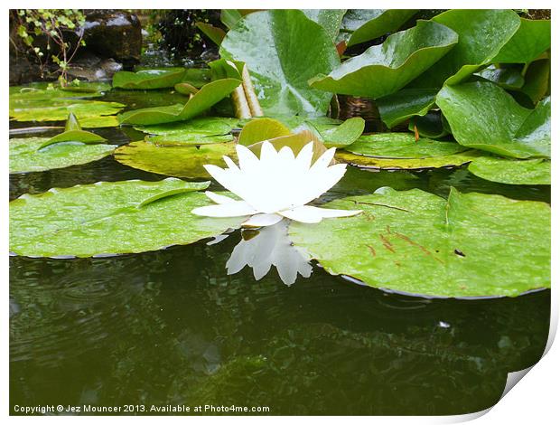 Lily Flower in Pond Print by Jez Mouncer