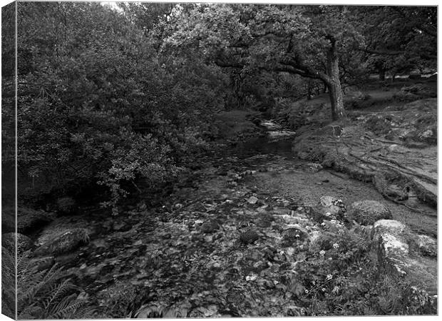 Meavy River in Mono Canvas Print by Jay Lethbridge