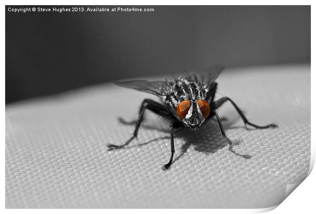 The Flesh Fly Print by Steve Hughes