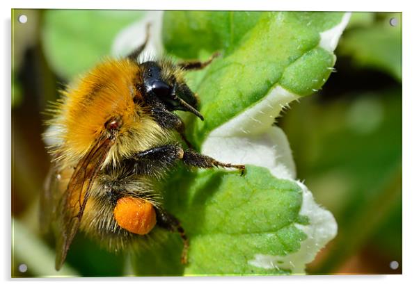 Bumble Bee Macro Acrylic by Gary Kenyon