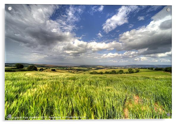 Barley View Acrylic by Rob Hawkins