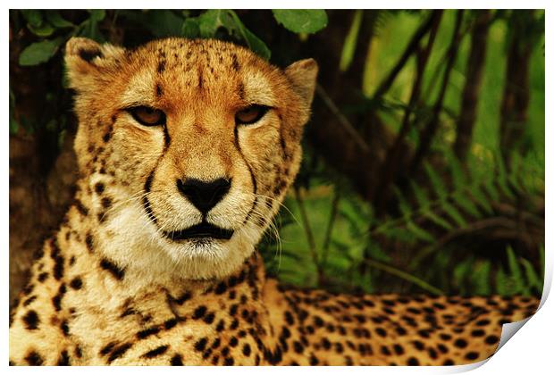 Cheetah Print by Laura Twort