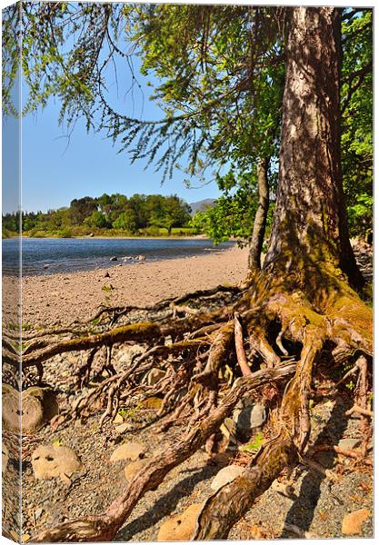 Derwentwater Roots Canvas Print by Gary Kenyon