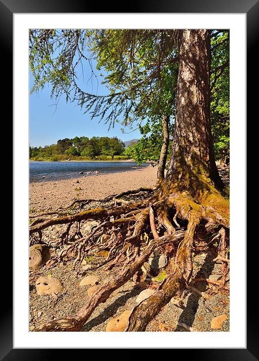 Derwentwater Roots Framed Mounted Print by Gary Kenyon