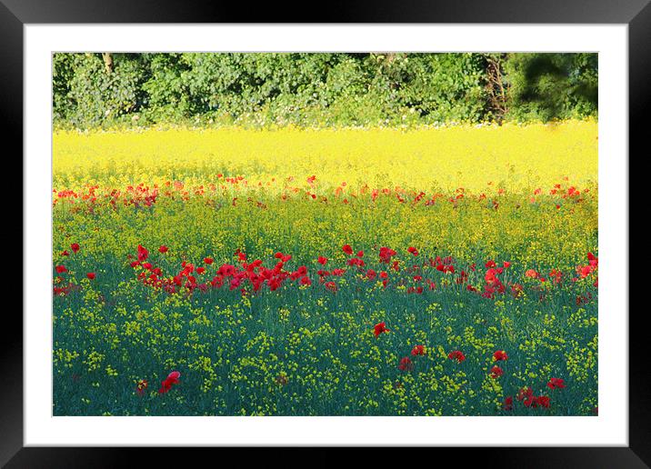 Poppy invasion Framed Mounted Print by paul wheatley