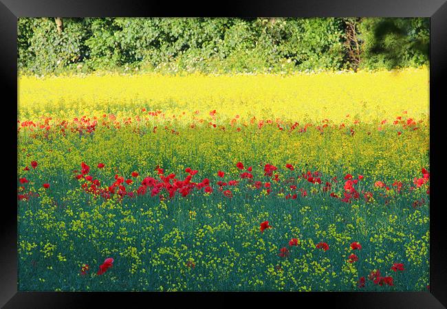 Poppy invasion Framed Print by paul wheatley