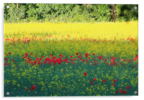 Poppy invasion Acrylic by paul wheatley