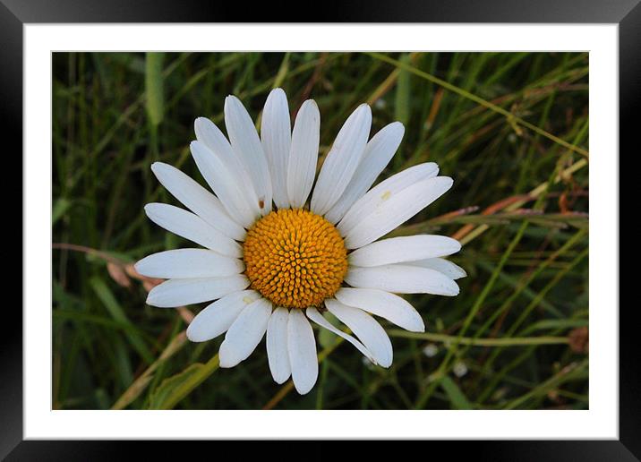 Daisy daisy Framed Mounted Print by paul wheatley