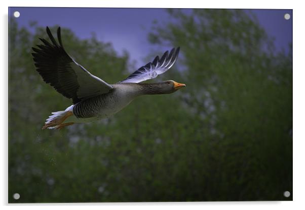 Greylag Goose Acrylic by Adrian Wilkins