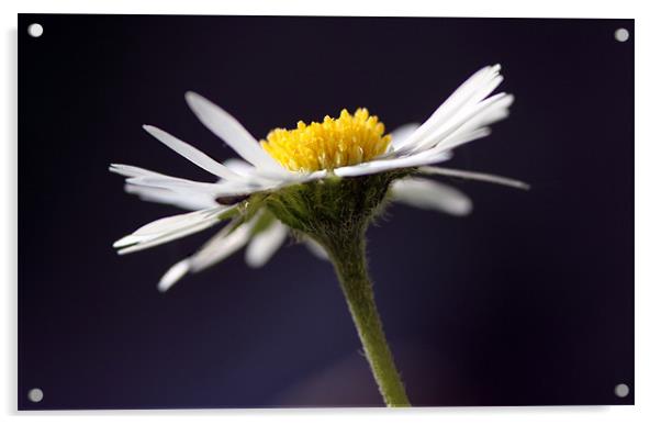 Daisy on Blue Background Acrylic by zoe jenkins