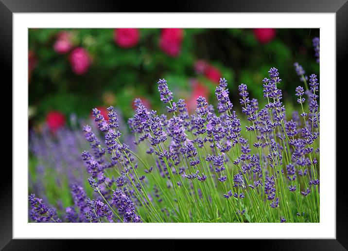 Smelling Sweet Lavender Framed Mounted Print by zoe jenkins