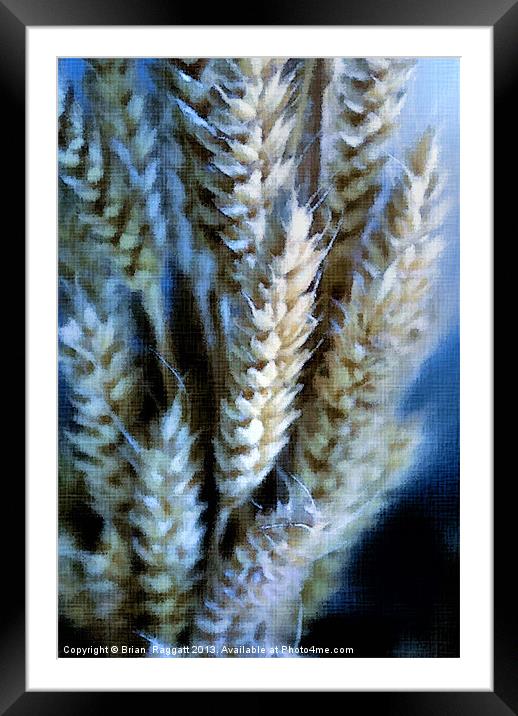 Dried Wheat Heads Bunch in Pastel Framed Mounted Print by Brian  Raggatt