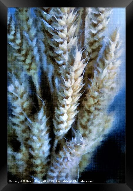 Dried Wheat Heads Bunch in Pastel Framed Print by Brian  Raggatt