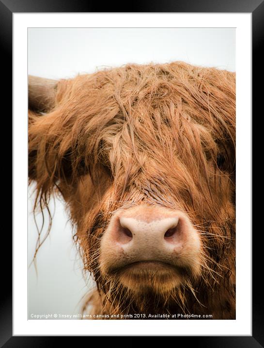 Highland Cow, Bad Hair Day Framed Mounted Print by Linsey Williams