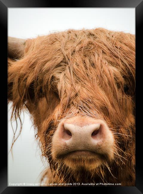 Highland Cow, Bad Hair Day Framed Print by Linsey Williams