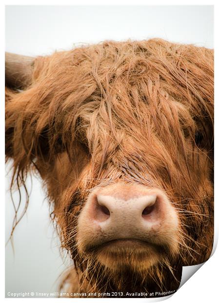 Highland Cow, Bad Hair Day Print by Linsey Williams