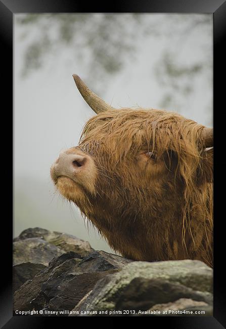 Highland Beast Framed Print by Linsey Williams
