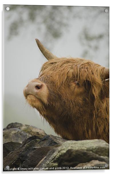 Highland Beast Acrylic by Linsey Williams