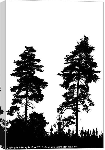 pine trees Canvas Print by Doug McRae