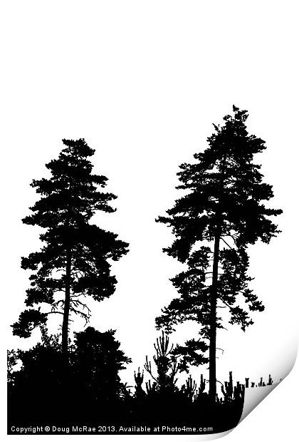 pine trees Print by Doug McRae