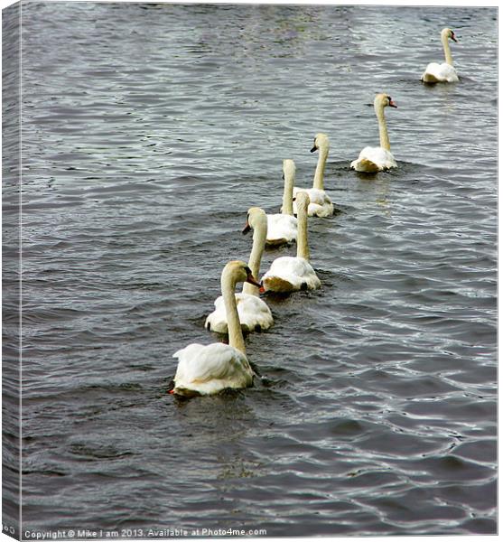 Seven swans Canvas Print by Thanet Photos