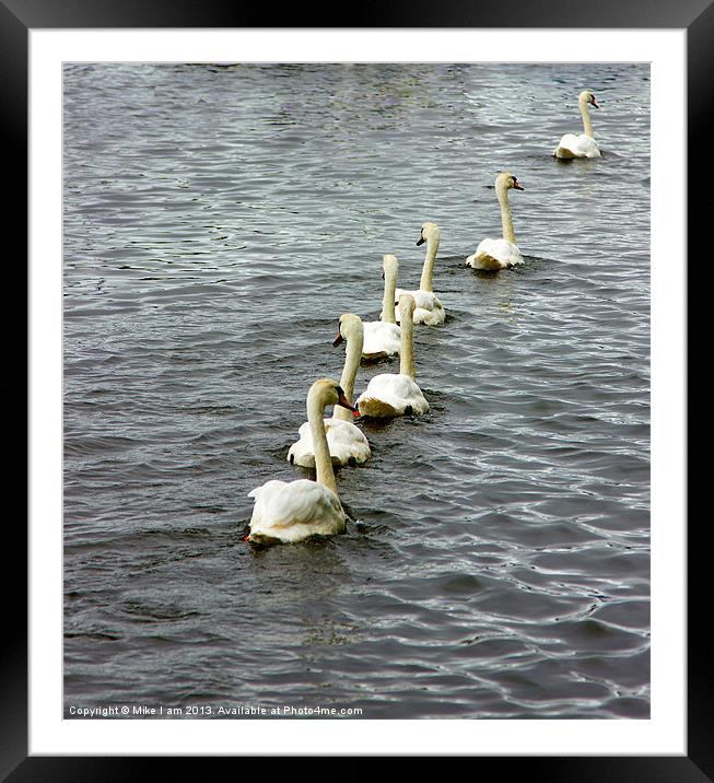 Seven swans Framed Mounted Print by Thanet Photos