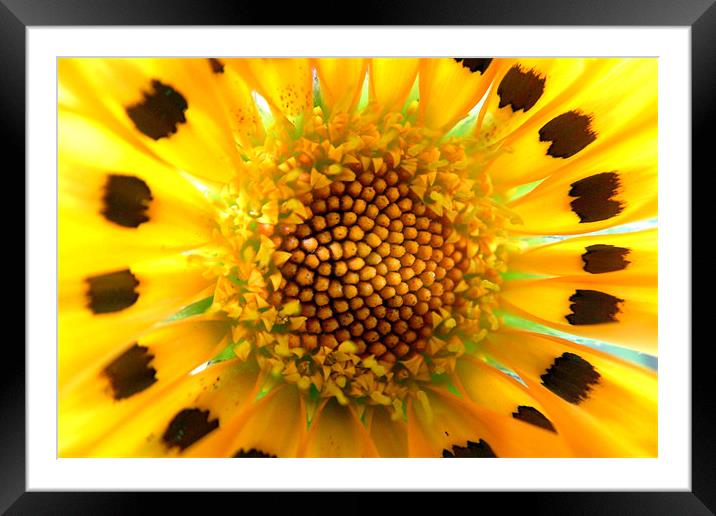 sunflower Framed Mounted Print by nehru sulejmanovski