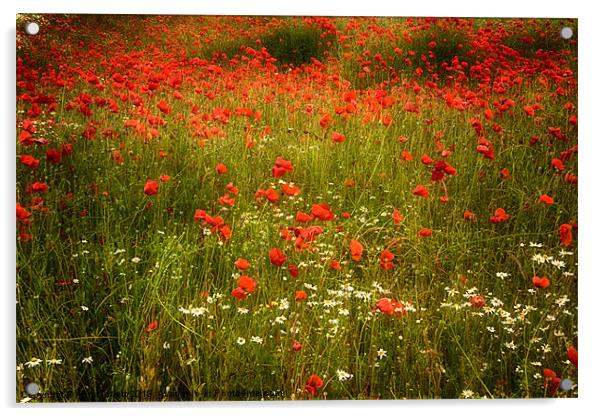 Field of Poppies 3 Acrylic by Ann Garrett