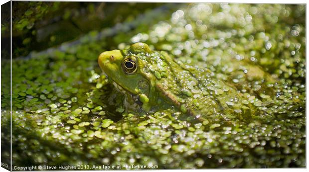 Camouflaged Frog Canvas Print by Steve Hughes