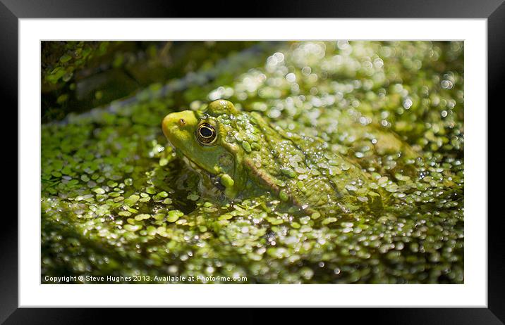 Camouflaged Frog Framed Mounted Print by Steve Hughes