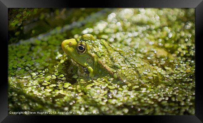 Camouflaged Frog Framed Print by Steve Hughes