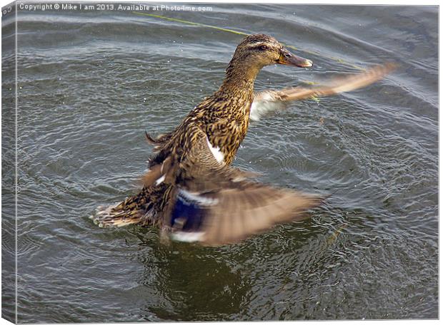 Duck flapping wings Canvas Print by Thanet Photos