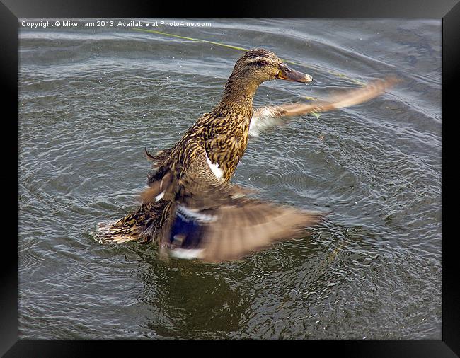 Duck flapping wings Framed Print by Thanet Photos
