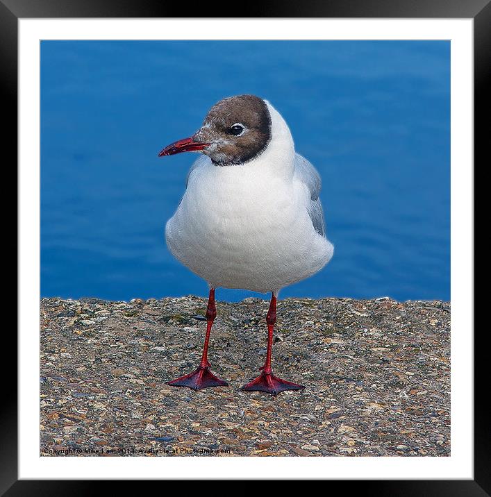 Black headed gull Framed Mounted Print by Thanet Photos