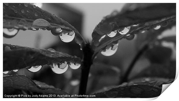 BW Raindrops Print by Pics by Jody Adams