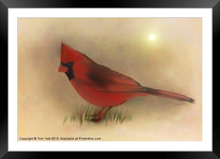 NORTH AMERICAN CARDINAL Framed Mounted Print by Tom York
