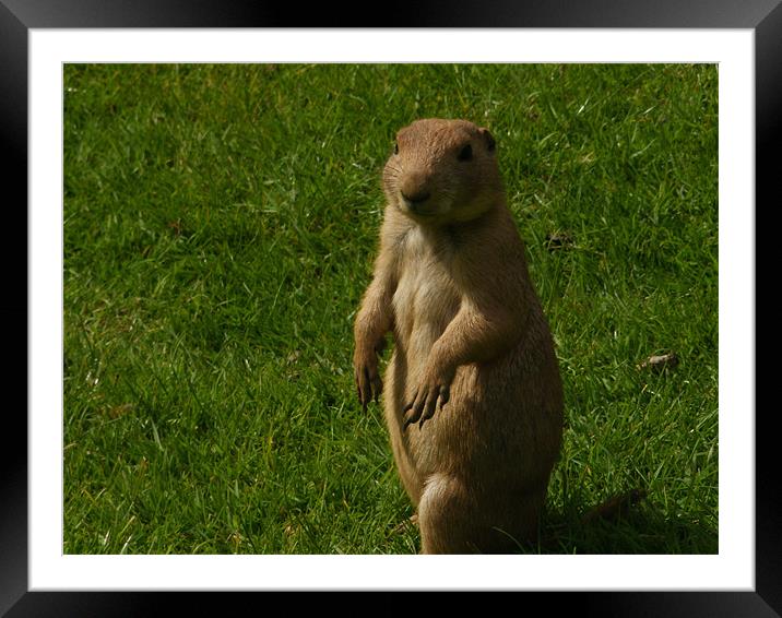 Pose Framed Mounted Print by Jez Mouncer