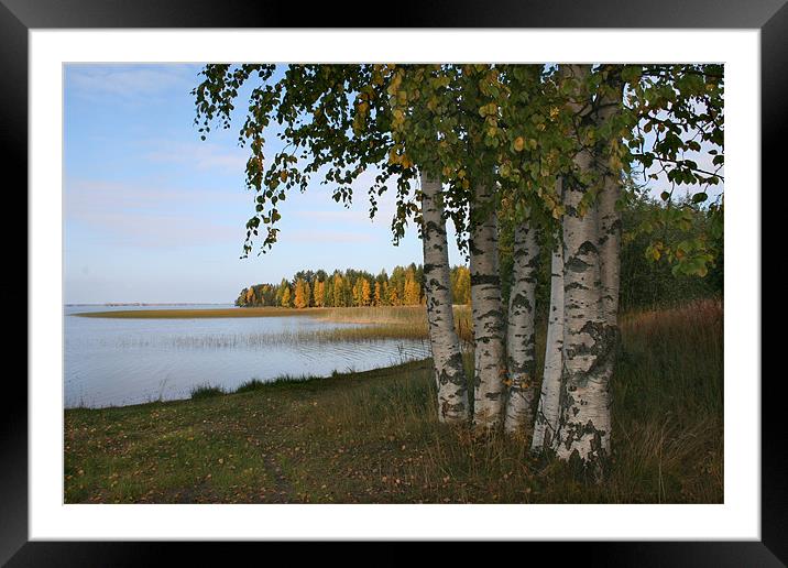 Autumn Colors Framed Mounted Print by Hemmo Vattulainen