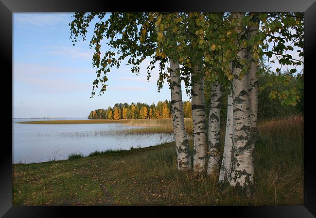 Autumn Colors Framed Print by Hemmo Vattulainen