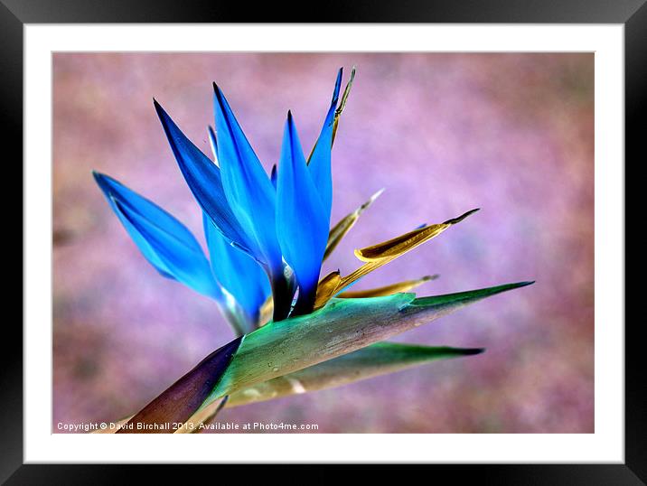 Bird Of Paradise Bloom Framed Mounted Print by David Birchall