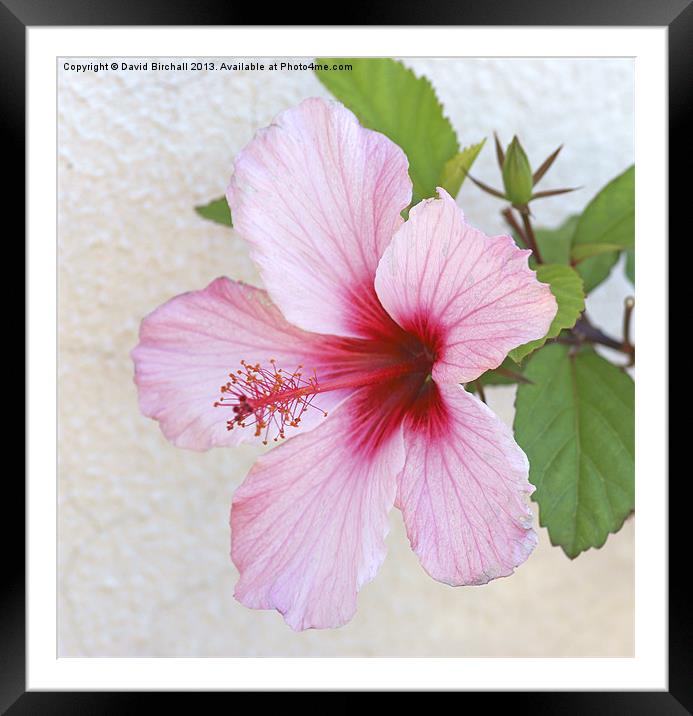 Hibiscus Bloom Framed Mounted Print by David Birchall