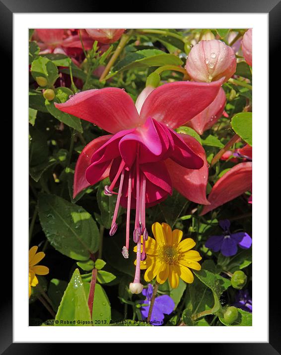 Hanging  Fuchsia Framed Mounted Print by Robert Gipson