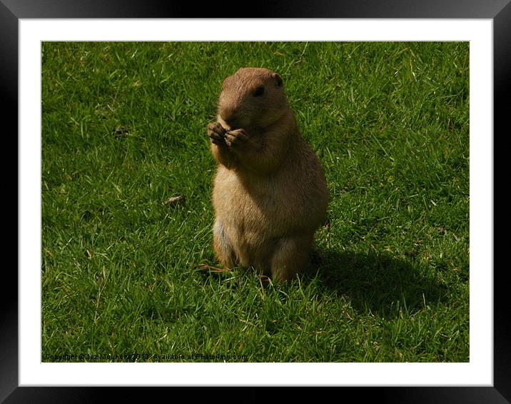 Just a nibble. Framed Mounted Print by Jez Mouncer