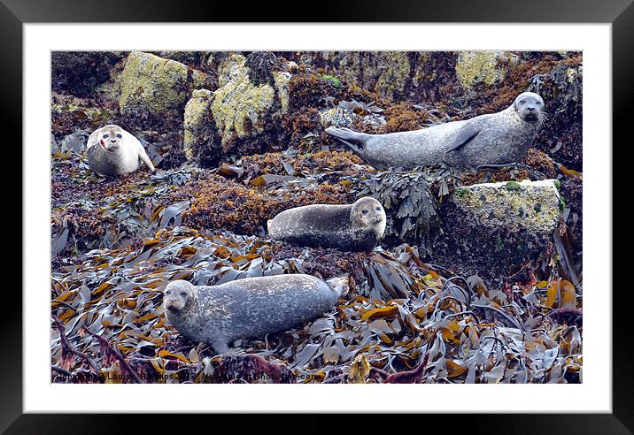 Scottish Seals Framed Mounted Print by Louise  Hawkins