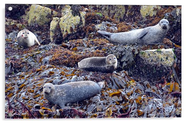 Scottish Seals Acrylic by Louise  Hawkins