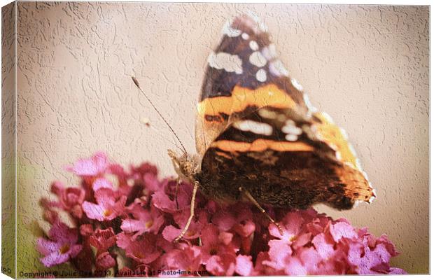 Red Admiral Canvas Print by Julie Coe