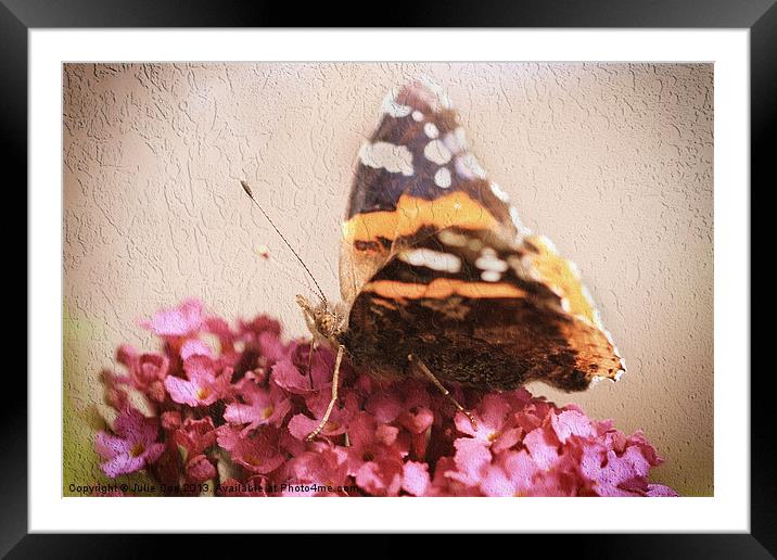 Red Admiral Framed Mounted Print by Julie Coe