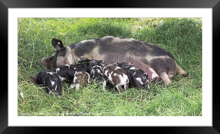 Piglets feeding Framed Mounted Print by Thanet Photos